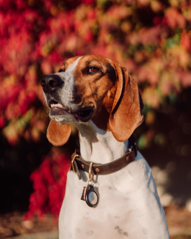 Carl, a Treeing Walker Coonhound tested with EmbarkVet.com