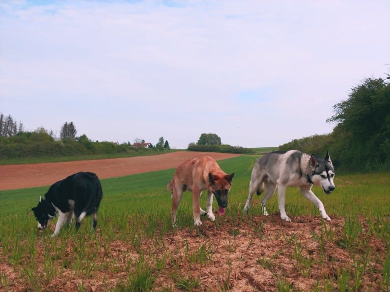 Anouk, a Yakutian Laika and Akita Inu mix tested with EmbarkVet.com