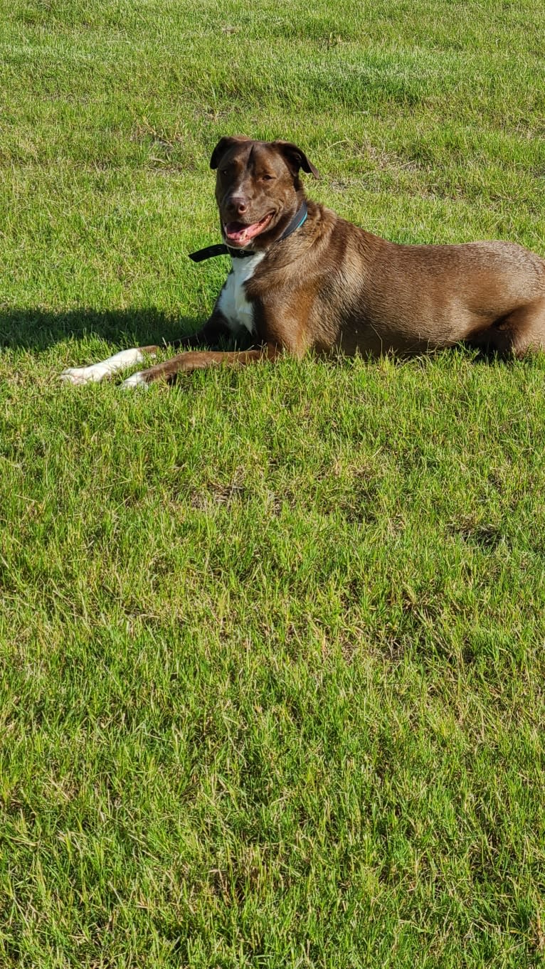 Niall Alexander, an Australian Cattle Dog and American Pit Bull Terrier mix tested with EmbarkVet.com