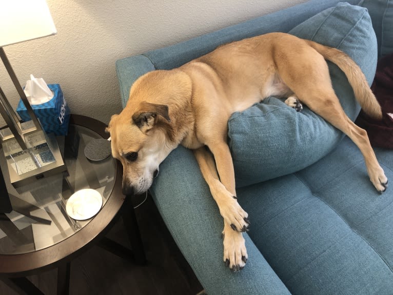 Memphis, an American Pit Bull Terrier and American Eskimo Dog mix tested with EmbarkVet.com