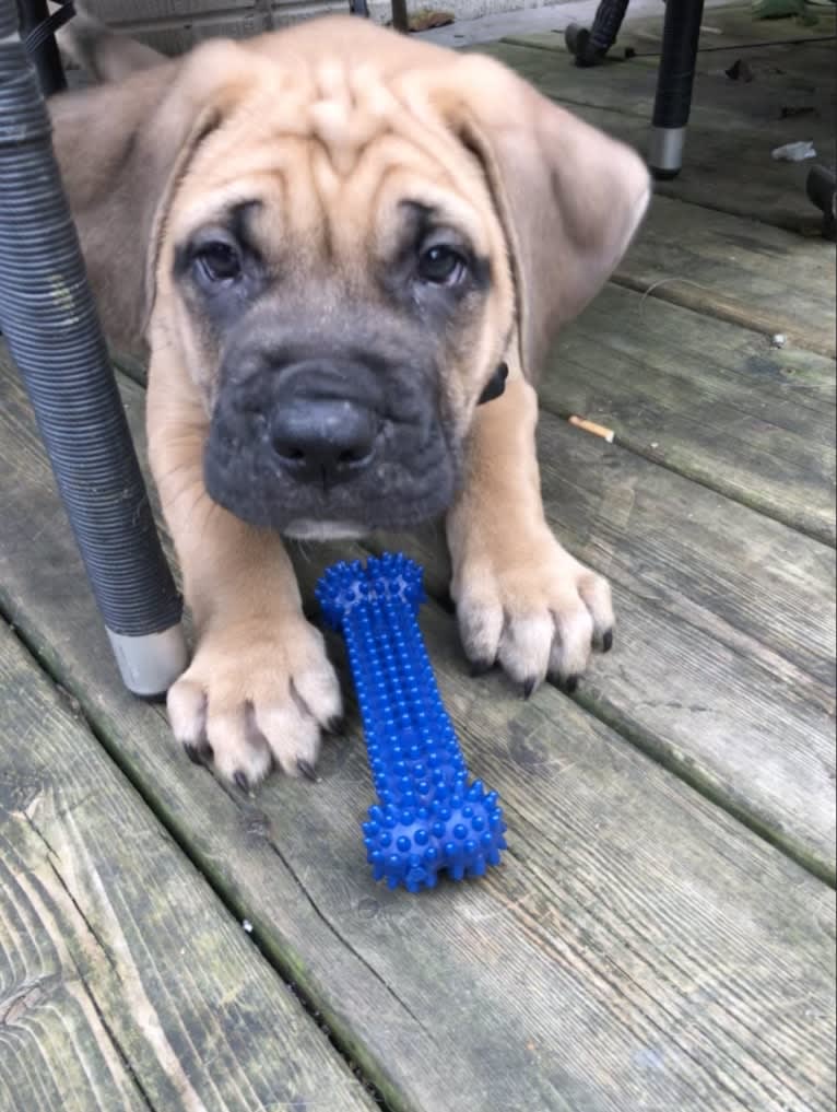 Leo, a Mastiff and Perro de Presa Canario mix tested with EmbarkVet.com