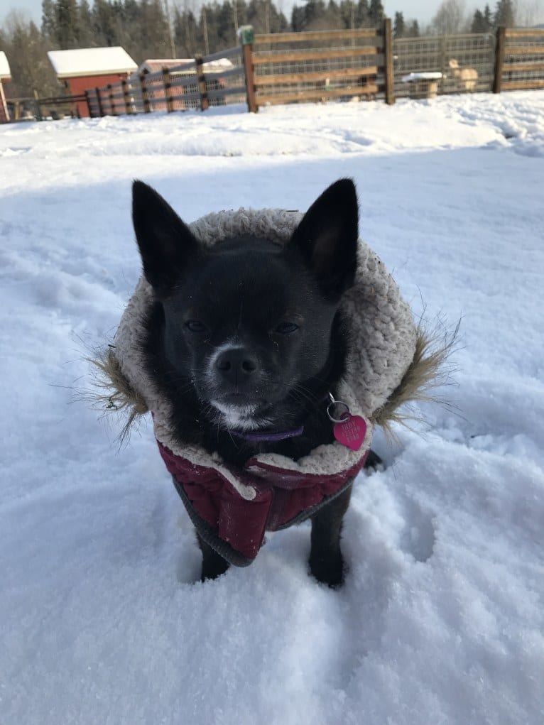 Indy, a Pomeranian and Shih Tzu mix tested with EmbarkVet.com