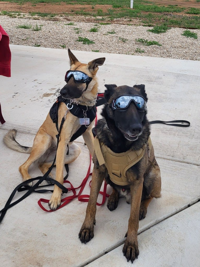 Carbonado, a Belgian Malinois and German Shepherd Dog mix tested with EmbarkVet.com