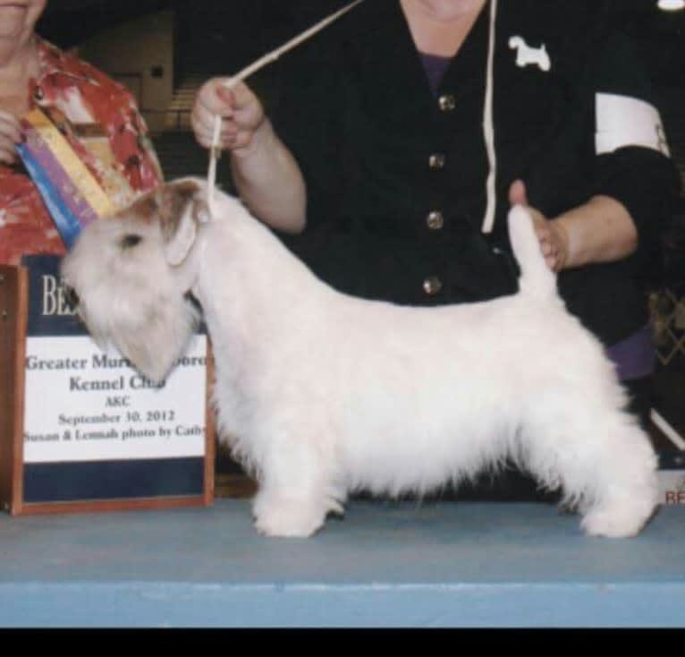 CH Blackmore's Barefoot Contessa, a Sealyham Terrier tested with EmbarkVet.com