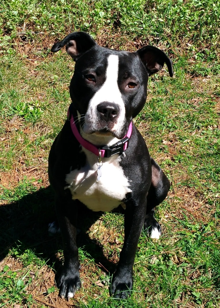 Jessie, an American Pit Bull Terrier and American Staffordshire Terrier mix tested with EmbarkVet.com