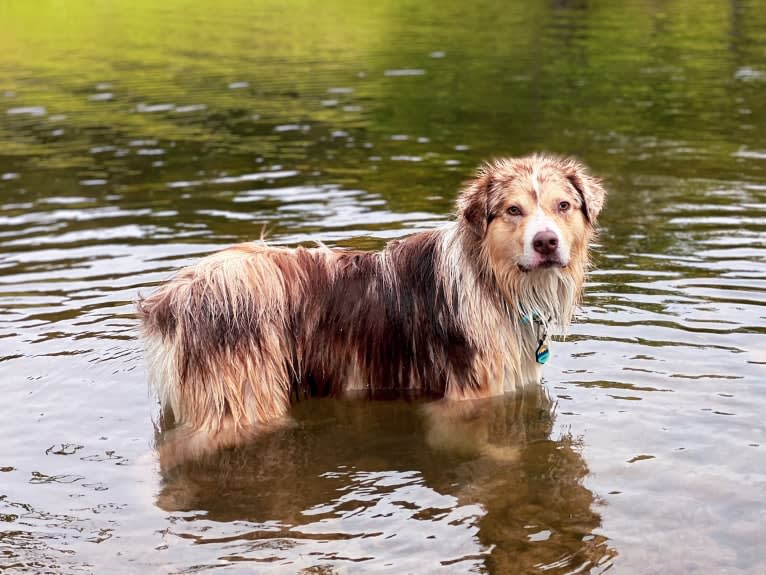 Neville, an Australian Shepherd tested with EmbarkVet.com