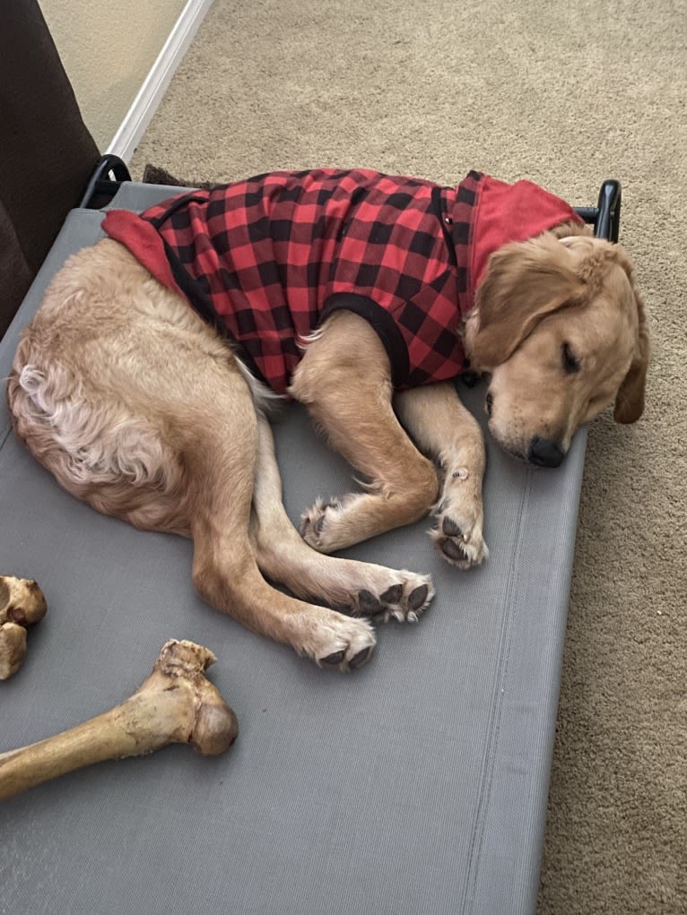 Echo, a Golden Retriever and Labrador Retriever mix tested with EmbarkVet.com