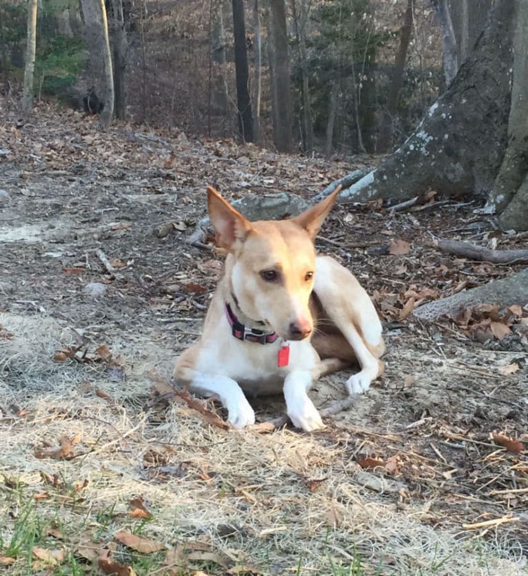 Lolly, an African Village Dog tested with EmbarkVet.com