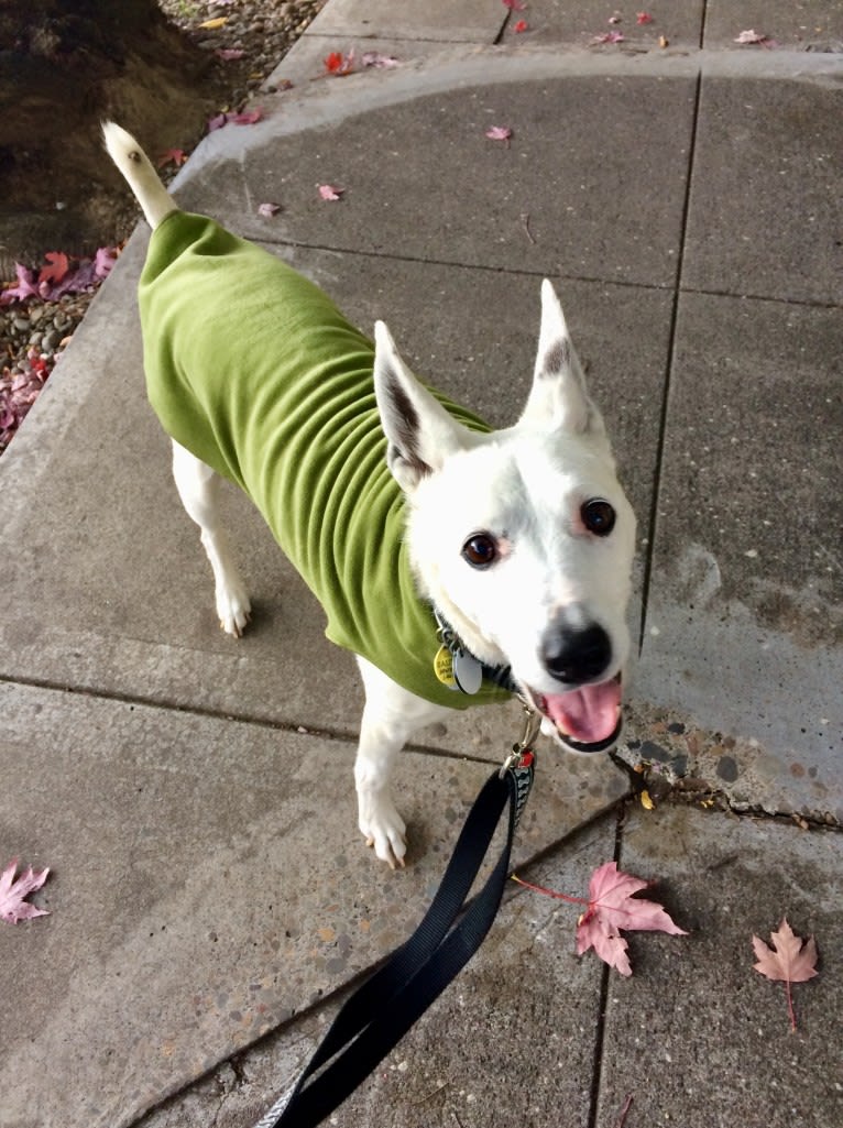 Joe, an Australian Cattle Dog and Rat Terrier mix tested with EmbarkVet.com