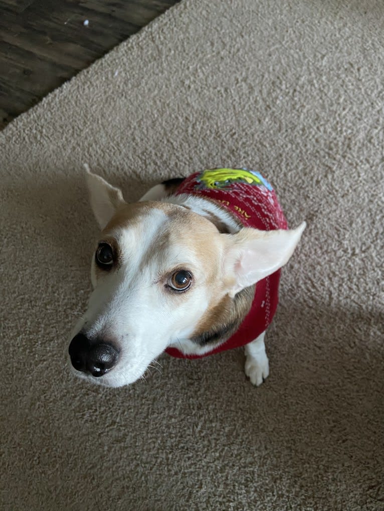 Watson, a Beagle and American Eskimo Dog mix tested with EmbarkVet.com