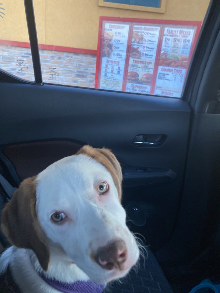 Lacey, a Beagle and Mountain Cur mix tested with EmbarkVet.com