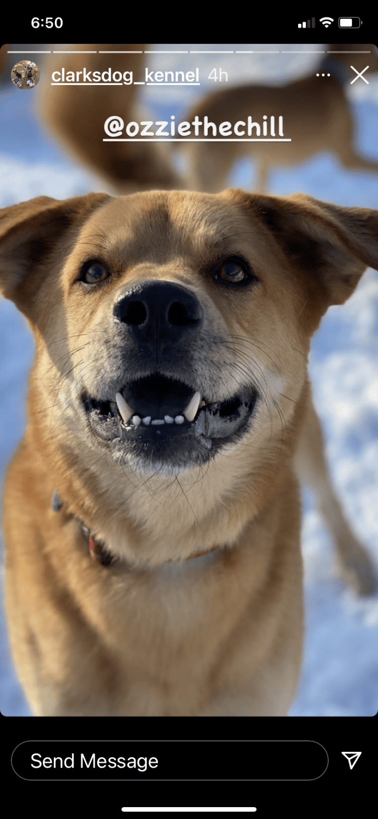 Ozzie, a Great Pyrenees and Chow Chow mix tested with EmbarkVet.com