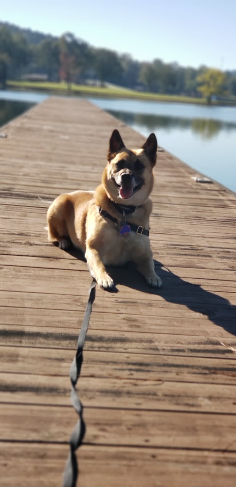 Kallie, an American Pit Bull Terrier and Chow Chow mix tested with EmbarkVet.com