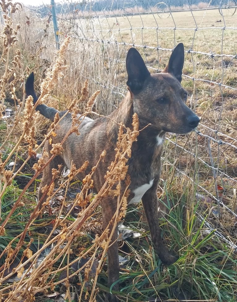 Gremlin, a Chihuahua and Australian Cattle Dog mix tested with EmbarkVet.com