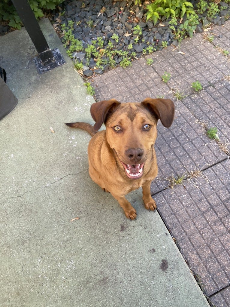 Ginger, a Great Pyrenees and American Pit Bull Terrier mix tested with EmbarkVet.com