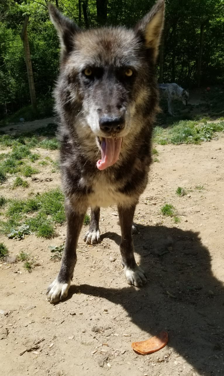 Stat a dog tested with EmbarkVet.com