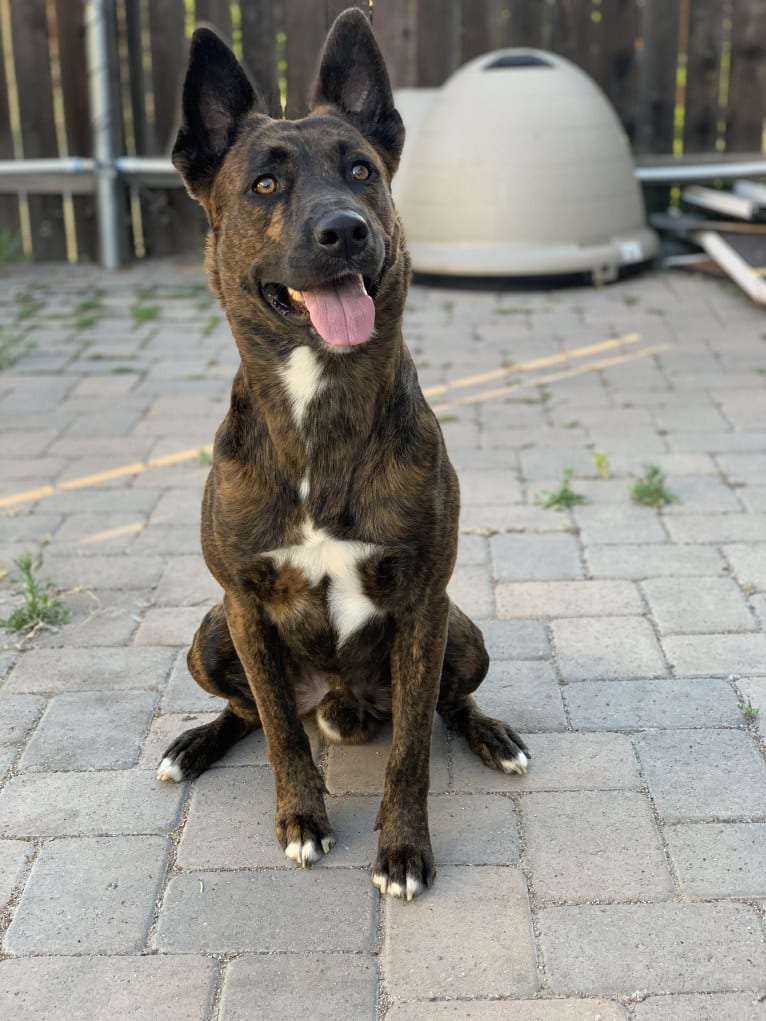 INU, an American Pit Bull Terrier and German Shepherd Dog mix tested with EmbarkVet.com