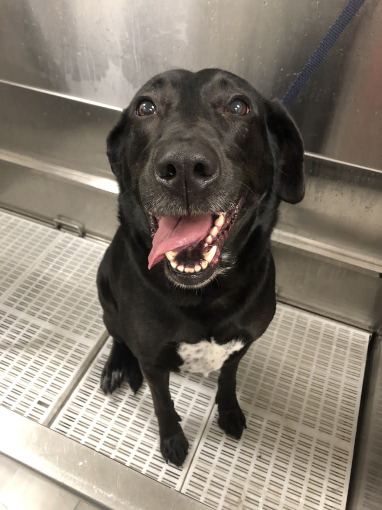 Kaida, a Labrador Retriever and Australian Shepherd mix tested with EmbarkVet.com