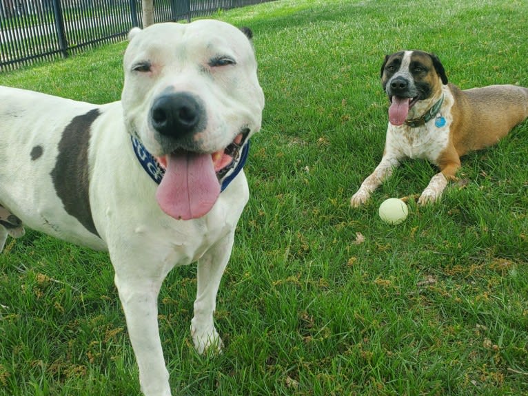 Auggie, an American Pit Bull Terrier and American Staffordshire Terrier mix tested with EmbarkVet.com