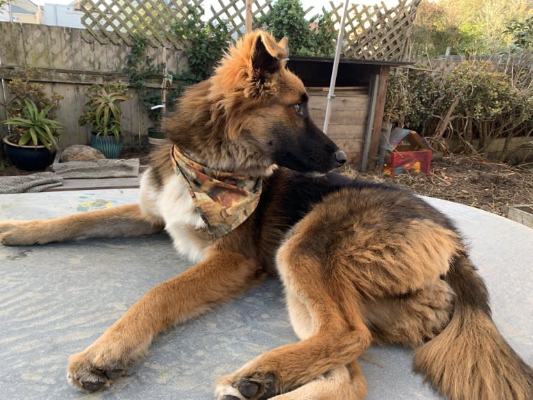 Lobo, a German Shepherd Dog and Siberian Husky mix tested with EmbarkVet.com