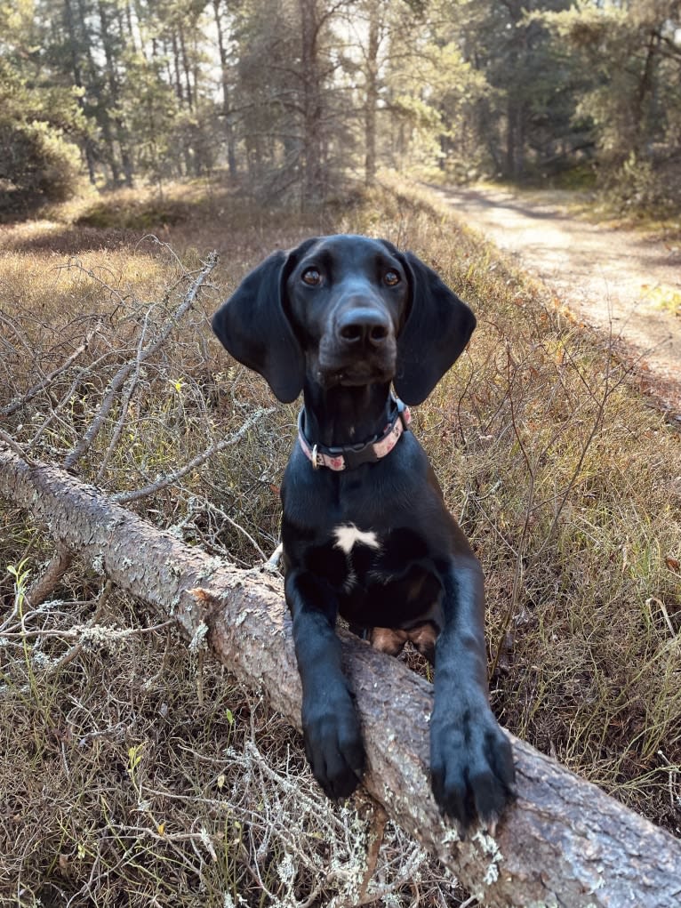 Spree, a German Shorthaired Pointer and Alaskan-type Husky mix tested with EmbarkVet.com