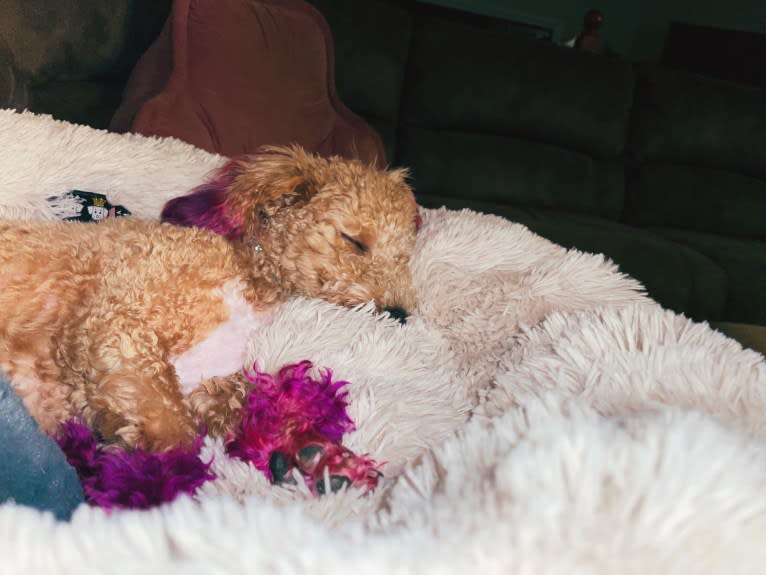 Bailee, a Bichonpoo tested with EmbarkVet.com