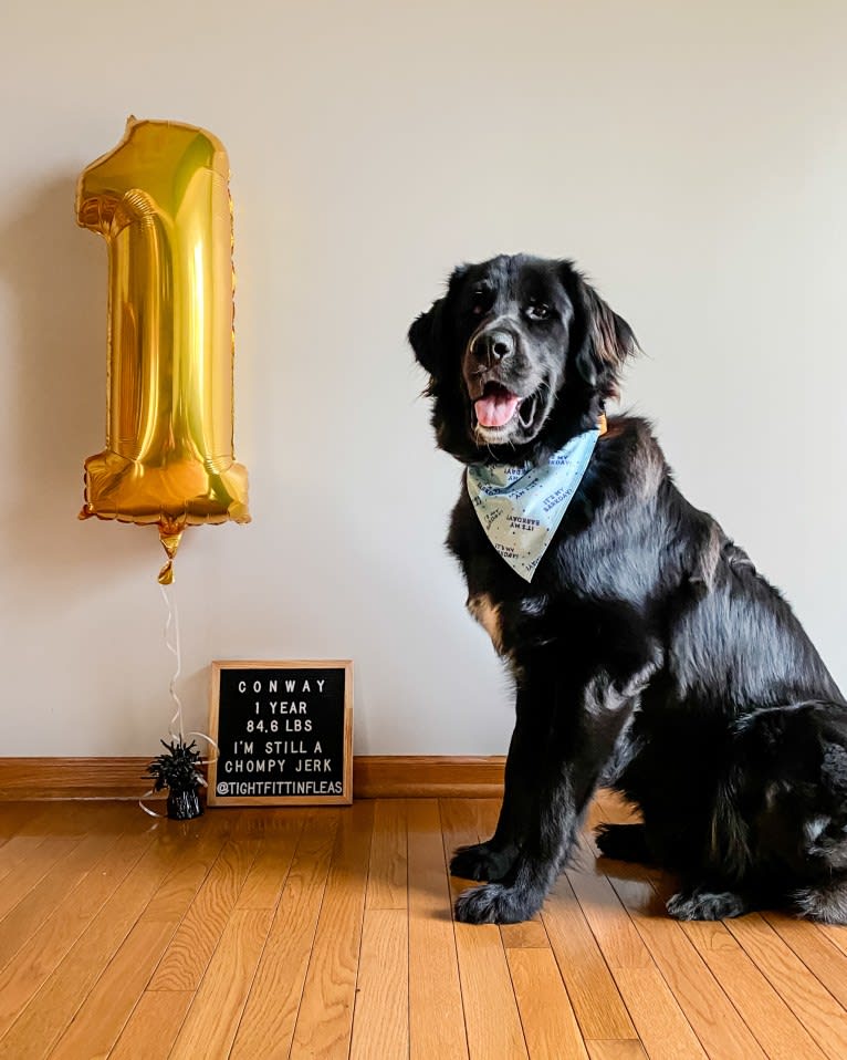 Conway, a Golden Retriever and Great Pyrenees mix tested with EmbarkVet.com