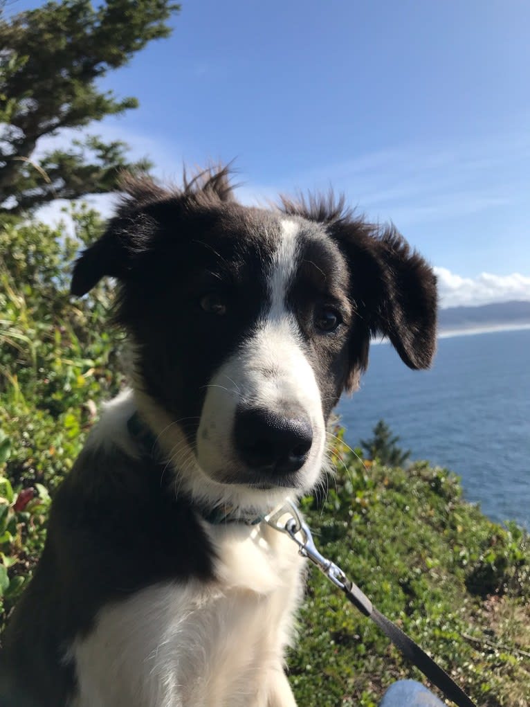 Quinn, a Border Collie and Australian Cattle Dog mix tested with EmbarkVet.com