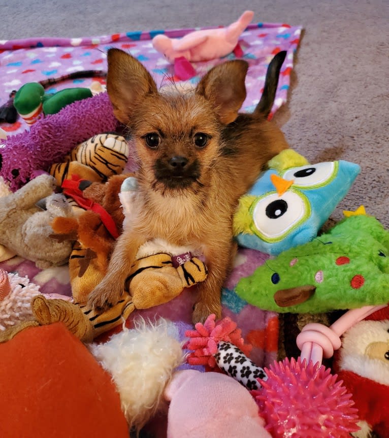 Pebbles, a Chihuahua and Pekingese mix tested with EmbarkVet.com