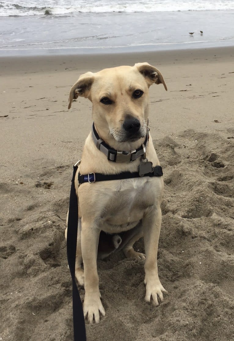 Cooper, an American Staffordshire Terrier and Poodle (Small) mix tested with EmbarkVet.com