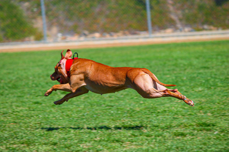 Revy, an American Pit Bull Terrier tested with EmbarkVet.com