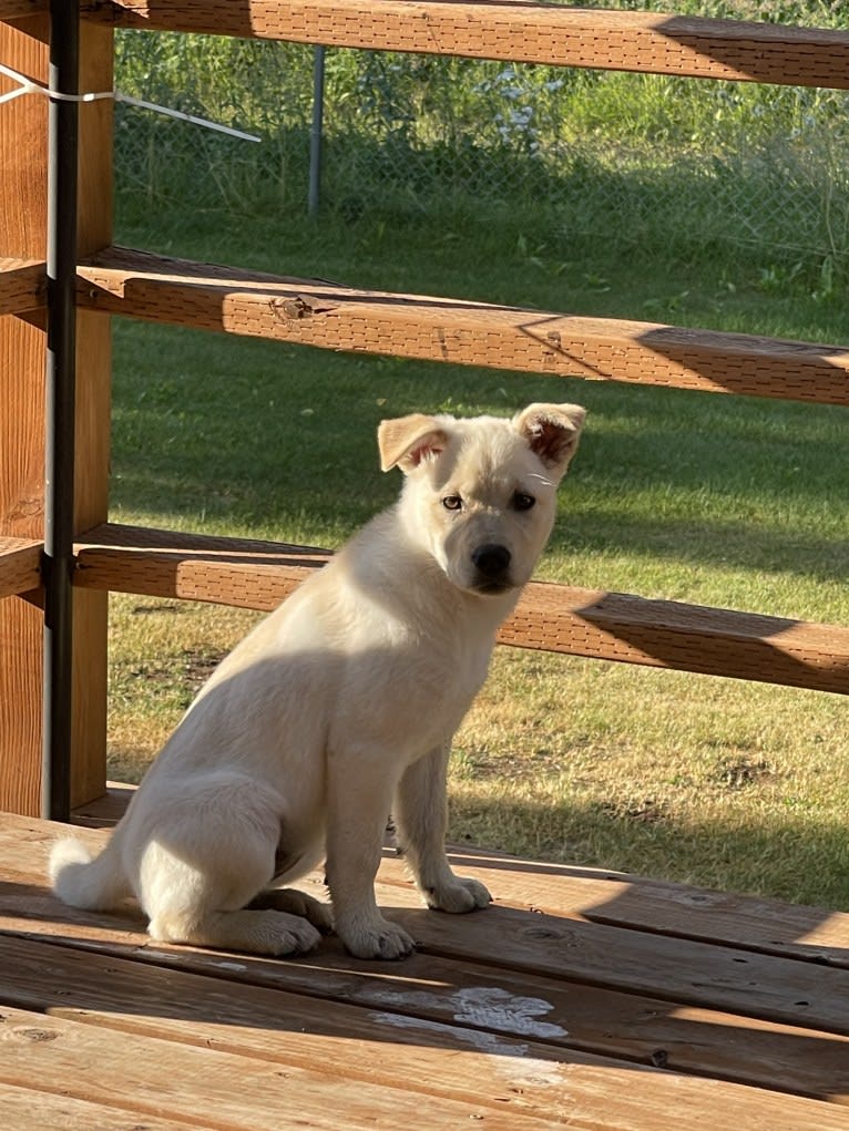 Nala, a Labrador Retriever and Chow Chow mix tested with EmbarkVet.com