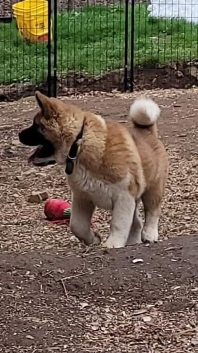 Geena, an Akita tested with EmbarkVet.com