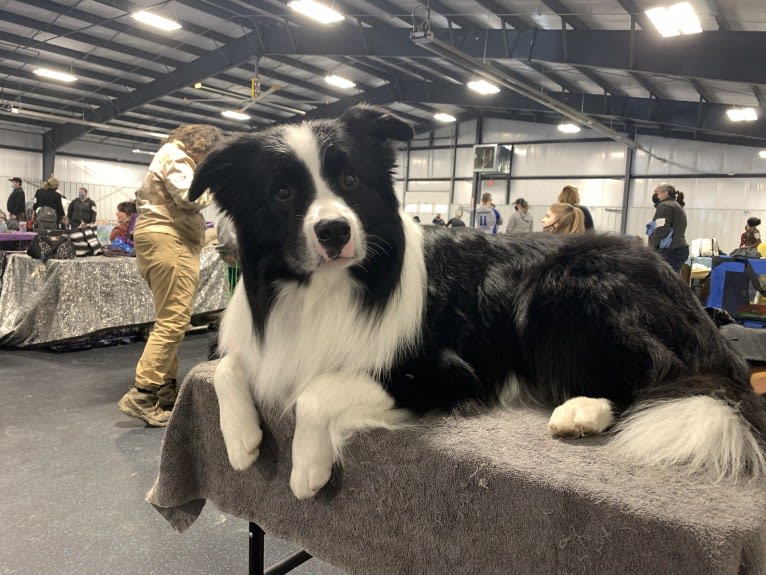 Bohdi, a Border Collie tested with EmbarkVet.com