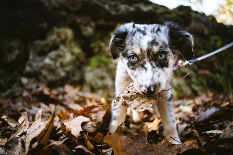 Willow, an Australian Shepherd and Miniature/MAS-type Australian Shepherd mix tested with EmbarkVet.com