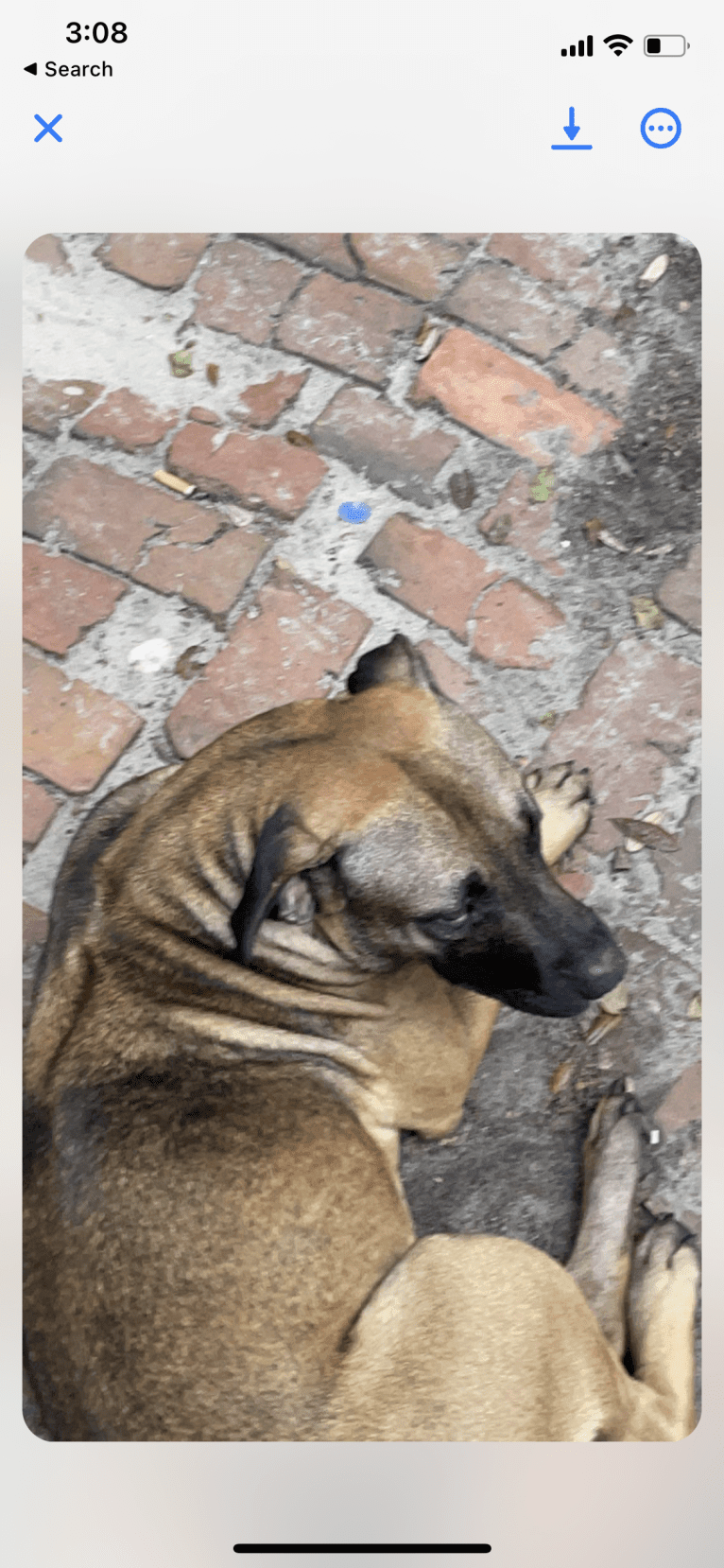 Duke, an American Pit Bull Terrier and Siberian Husky mix tested with EmbarkVet.com