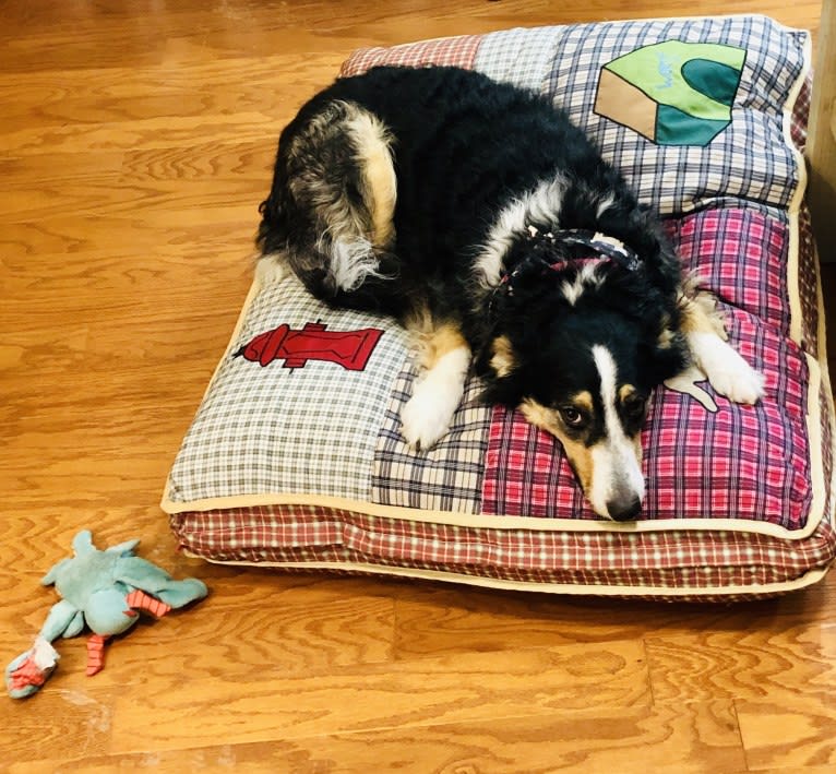 Jasper, an English Shepherd tested with EmbarkVet.com