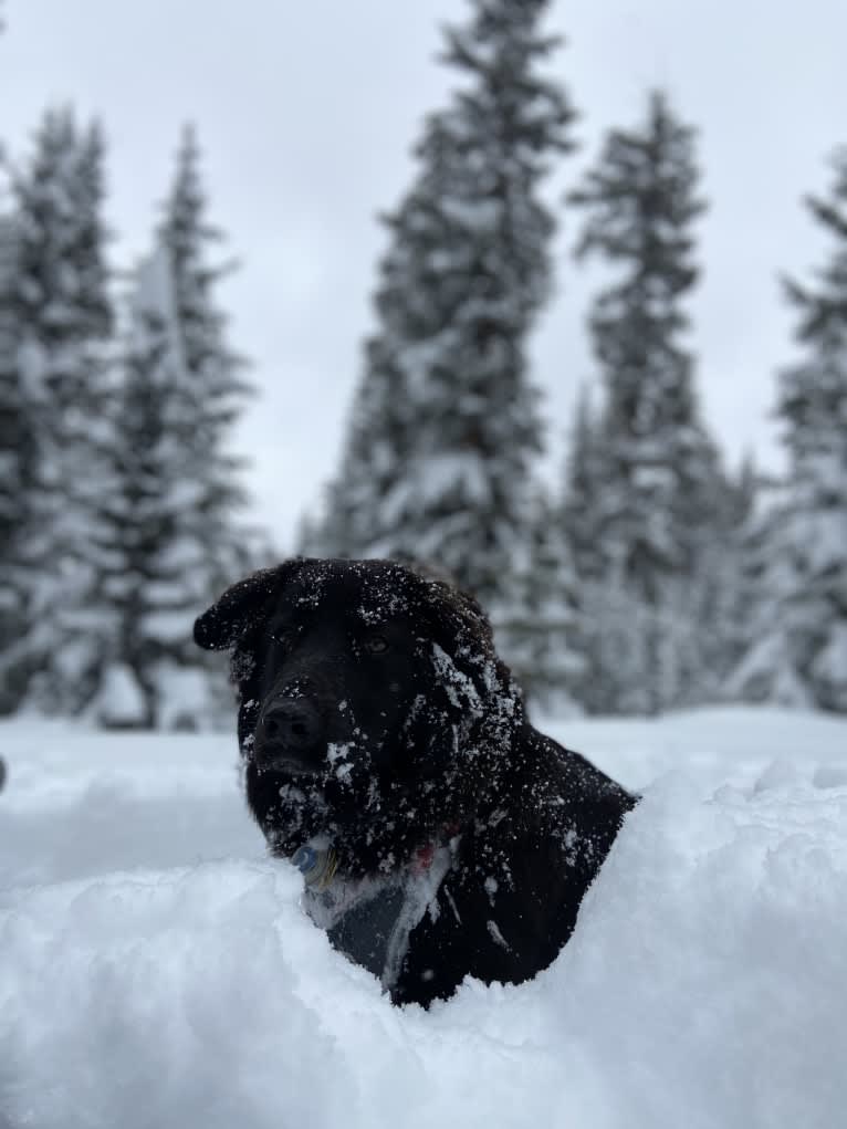 Ruth, an Australian Cattle Dog and Great Pyrenees mix tested with EmbarkVet.com