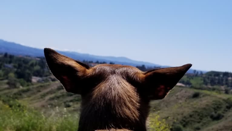 FOXY, a Chihuahua and Yorkshire Terrier mix tested with EmbarkVet.com