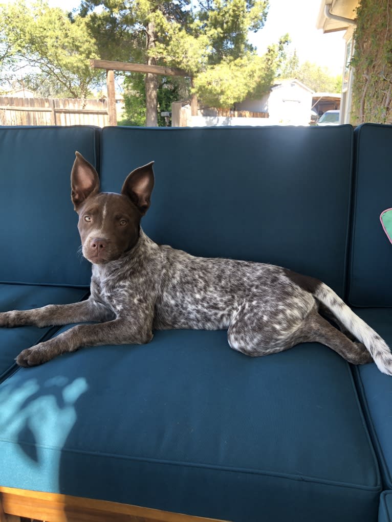 Ginger, an American Pit Bull Terrier and Australian Cattle Dog mix tested with EmbarkVet.com