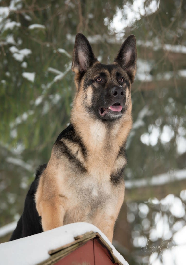 Arya, a German Shepherd Dog tested with EmbarkVet.com