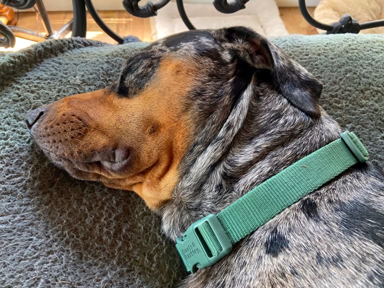 Roux, a Catahoula Leopard Dog tested with EmbarkVet.com