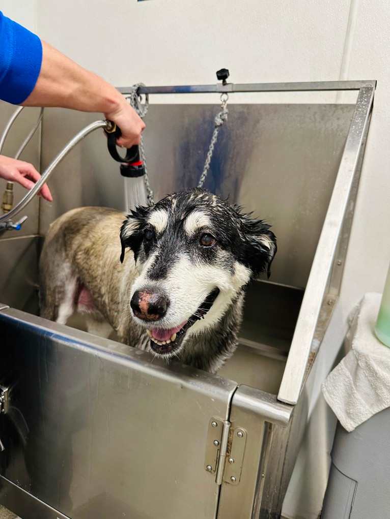 Keira, an Alaskan Malamute and Siberian Husky mix tested with EmbarkVet.com