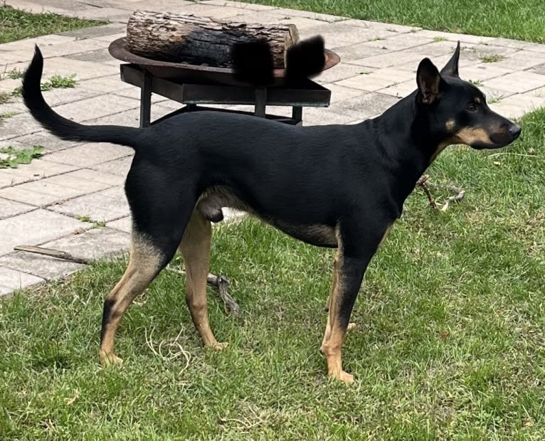 Killua, an Australian Cattle Dog and Cavalier King Charles Spaniel mix tested with EmbarkVet.com