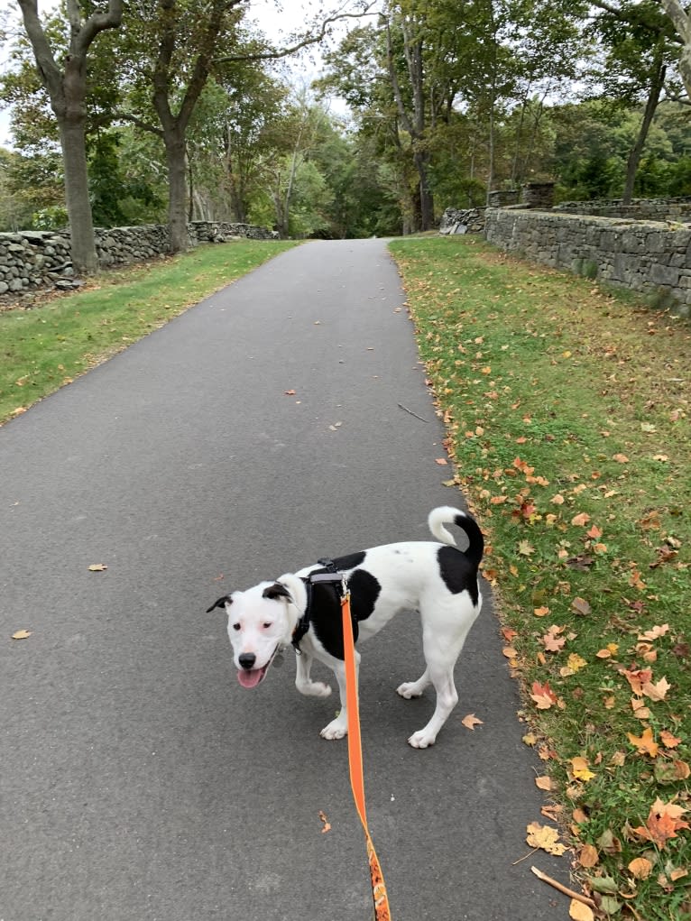 Kai, an American Pit Bull Terrier and American Staffordshire Terrier mix tested with EmbarkVet.com