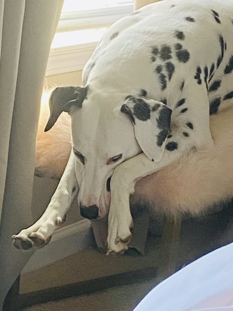 Dice, a Dalmatian tested with EmbarkVet.com