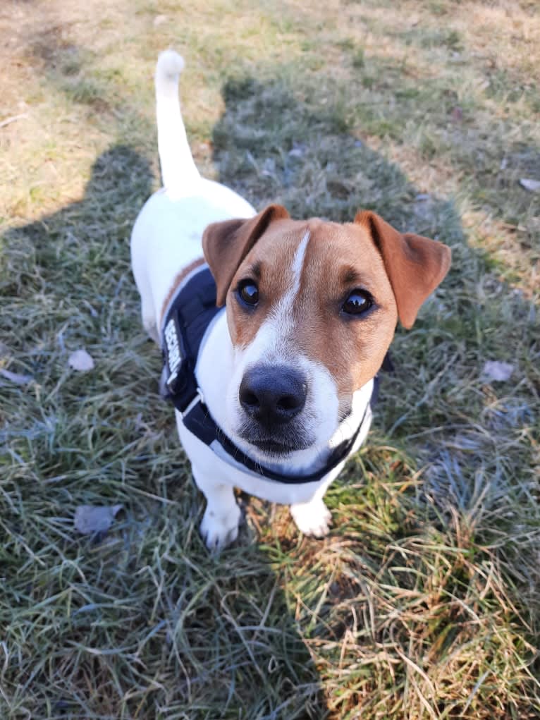 Skippy, a Russell-type Terrier and Smooth Fox Terrier mix tested with EmbarkVet.com