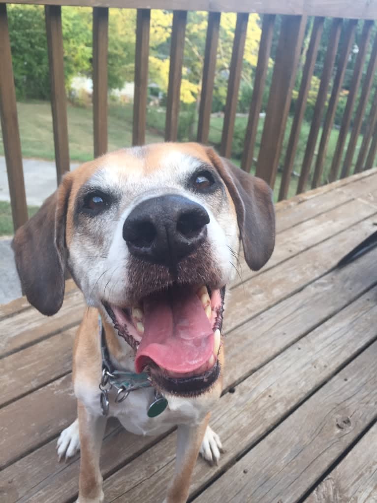 Prince, an American Pit Bull Terrier and Redbone Coonhound mix tested with EmbarkVet.com