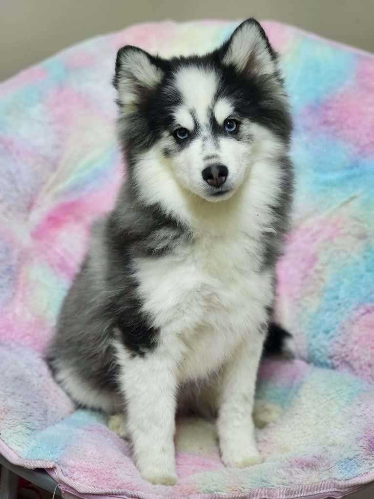 Sauer, a Pomsky tested with EmbarkVet.com
