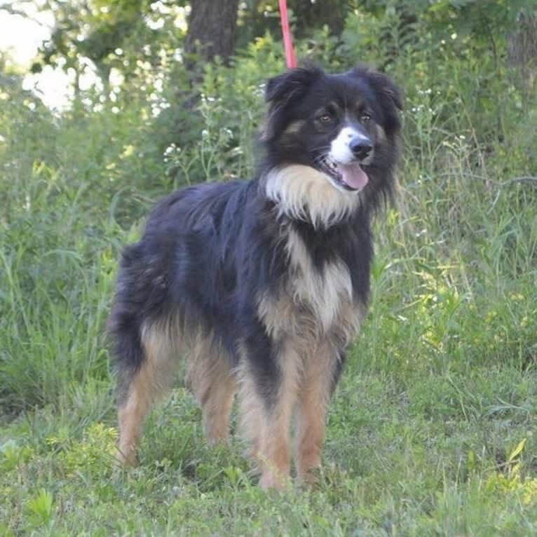 Jeter Brolinn, an Australian Shepherd tested with EmbarkVet.com